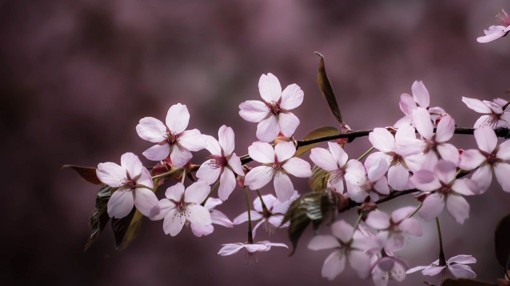 Pink blossom (Explore 2014-05-09)